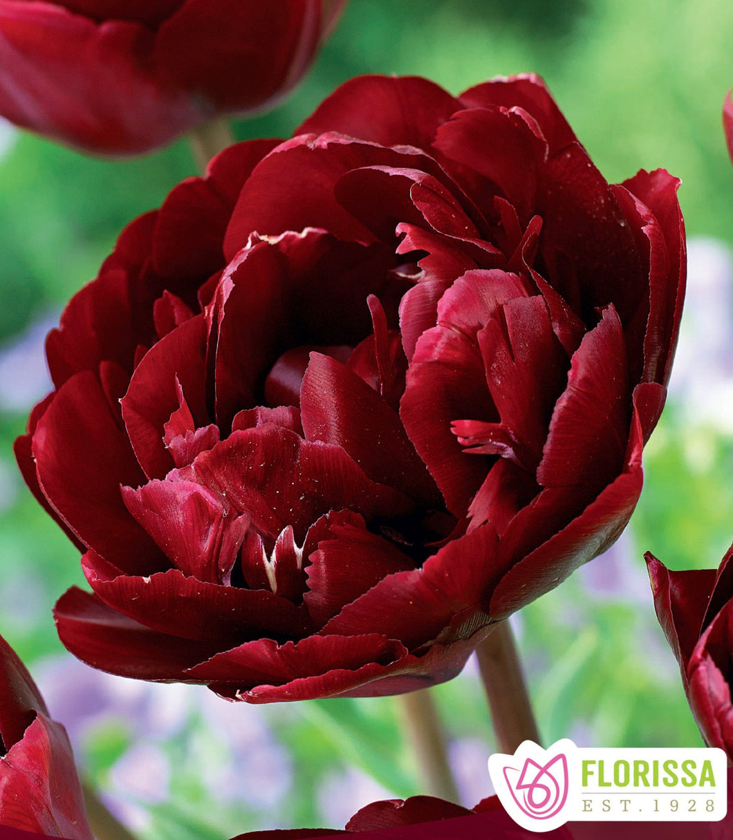 Cranberry Kiss Tulip Bulbs