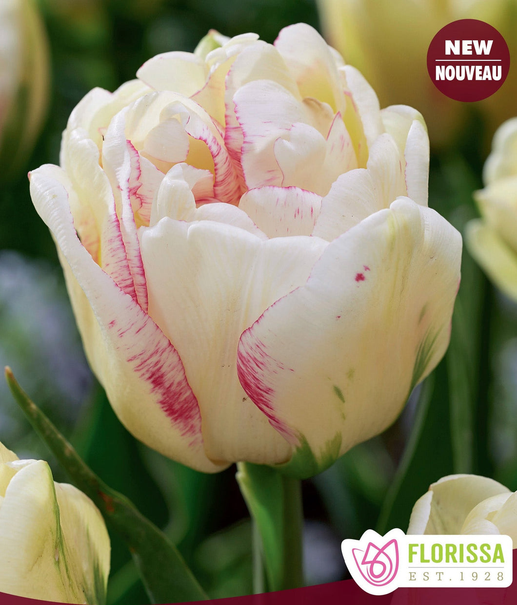 Double Dolce Tulip Bulbs