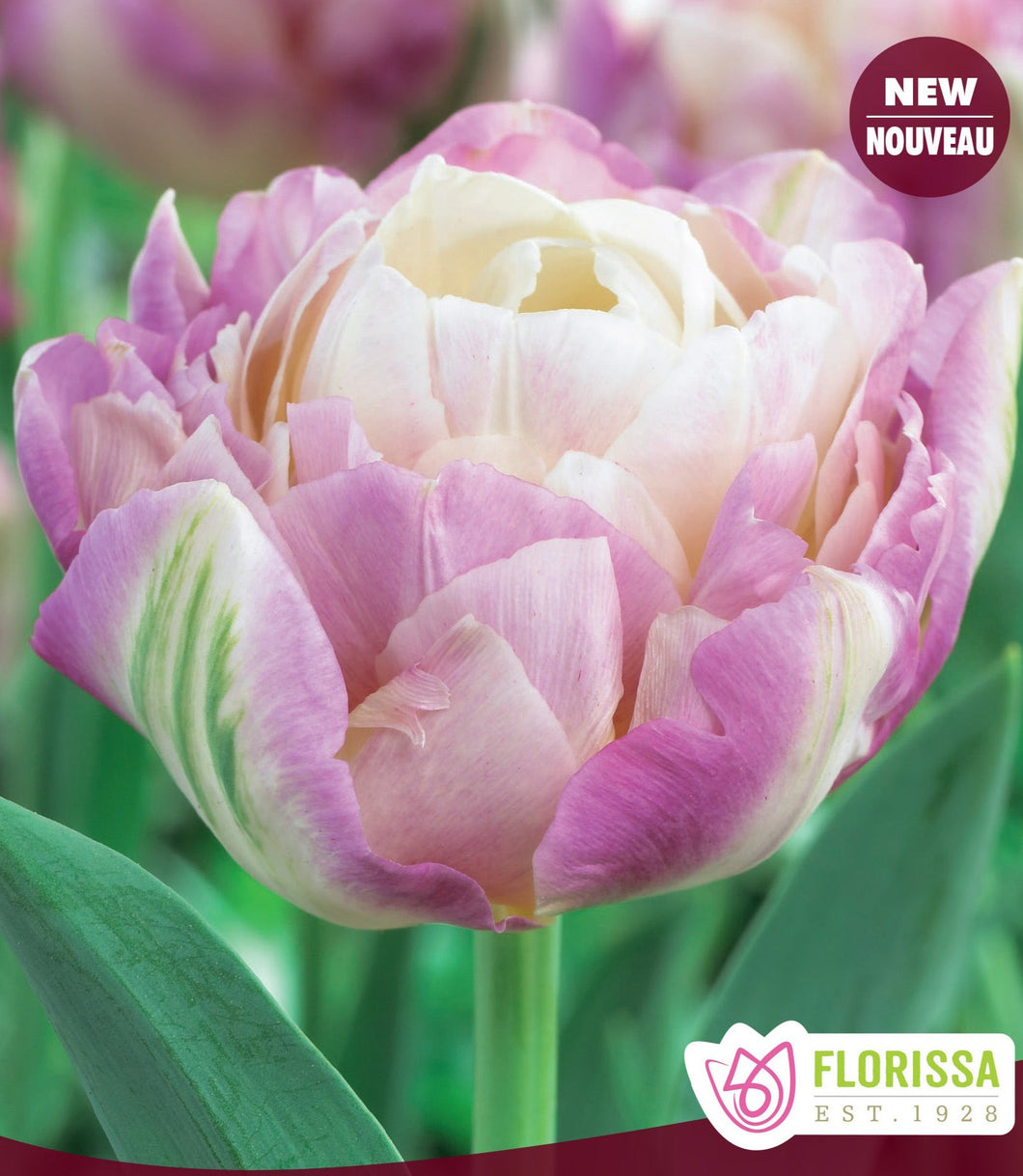 Sweet Desire Tulip Bulbs