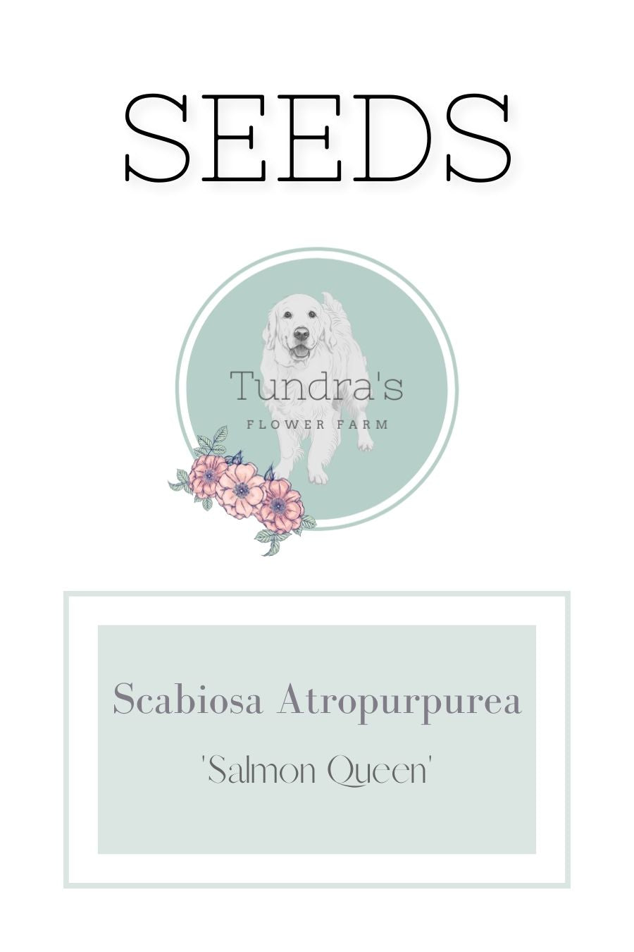 Scabiosa Atropurpurea Seeds - Salmon Queen CS