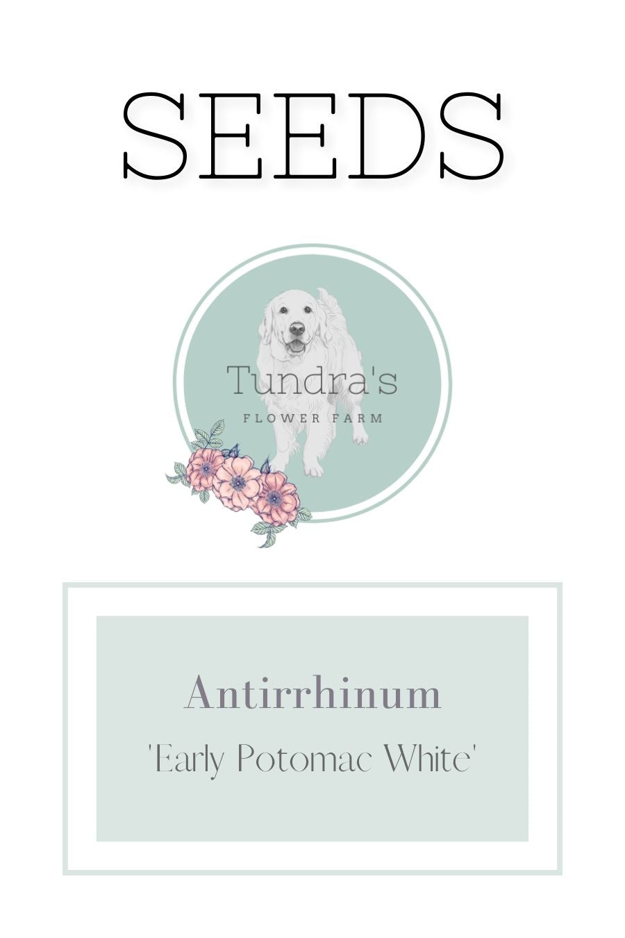 Antirrhinum Seeds - Early Potomac White